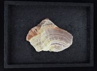 aragonite - 37x28cm